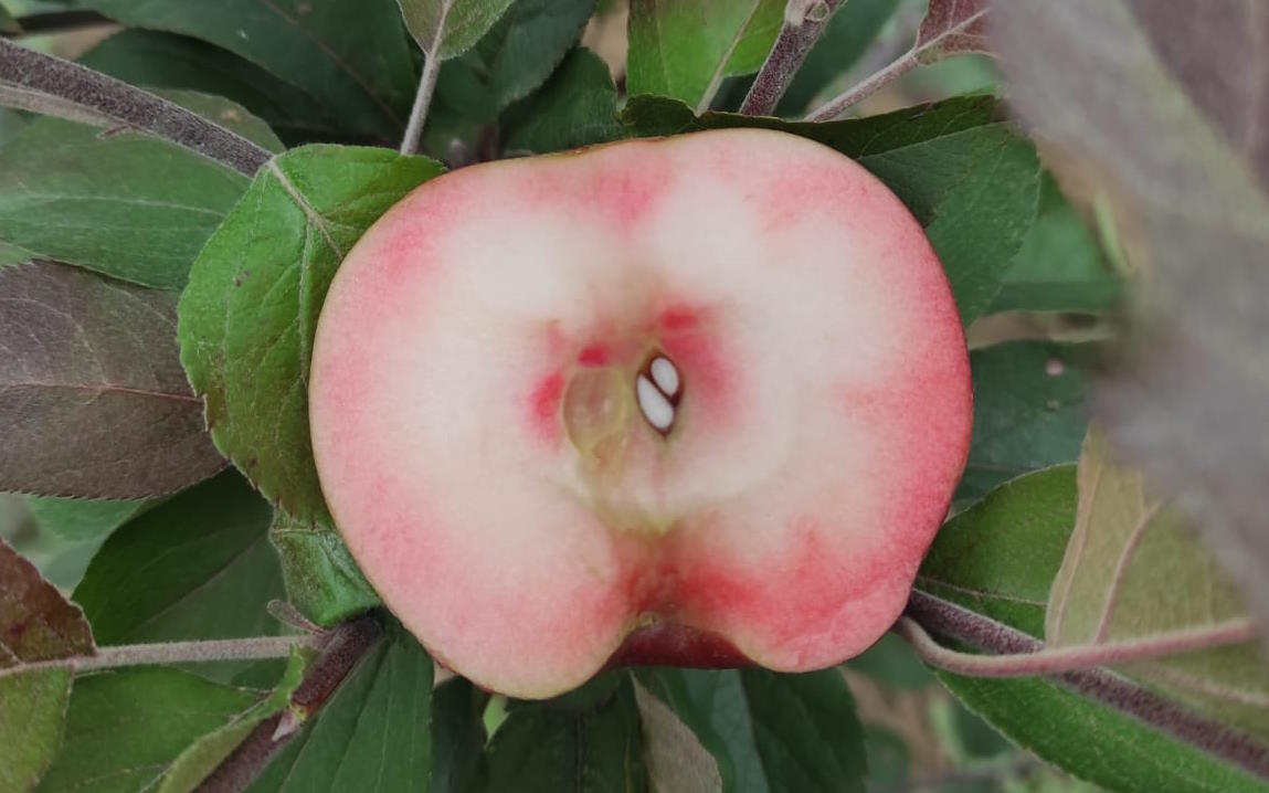 Pillar Red Flesh apple trees