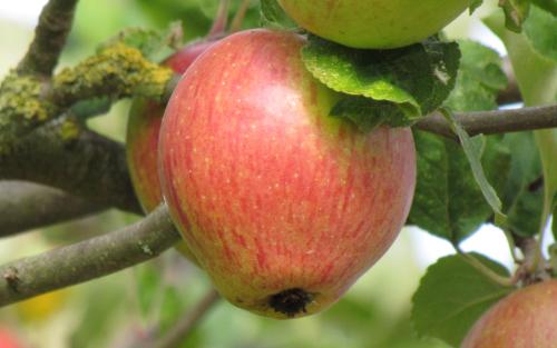 Gueule de Mouton apples