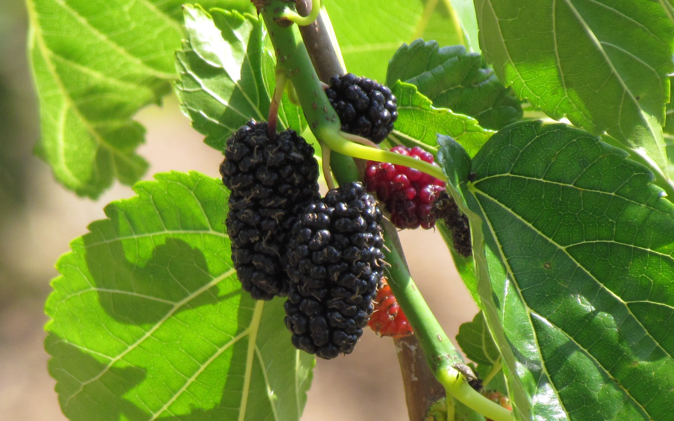 Yugoslavia mulberry trees