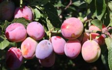 Dittisham Ploughman plum trees