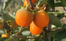 Kasandra persimmon trees