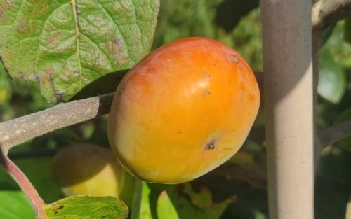 Lehman's Delight persimmon fruits