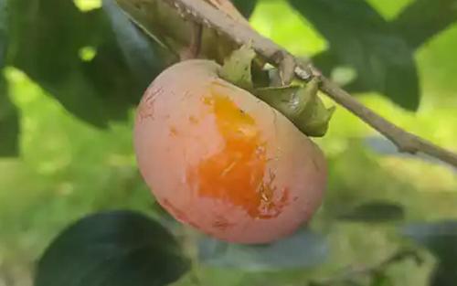 Nikita's Gift persimmon fruits