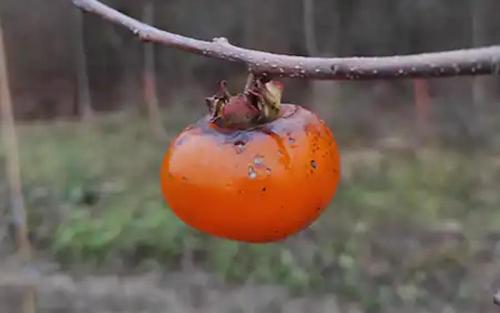 Russian Beauty persimmon fruits