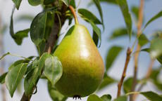 Cornishgold pear trees