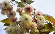 Japanese Lantern flowering cherry tree