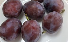 Tophit Plus plum trees