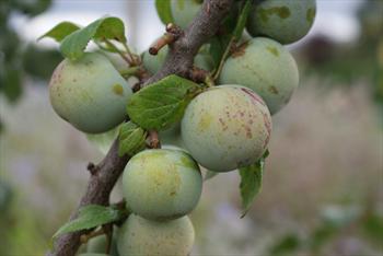 St. Julien fruits