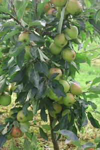 Young fruit tree